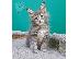 PoulaTo: Διαθέσιμο Maine Coon γατάκια
