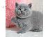PoulaTo: ωλούνται αξιολάτρευτα βρετανικά κοντότριχα γατάκια....