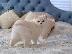 PoulaTo: Μεγάλες Βρετανοί γατάκια γατάκια