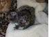 PoulaTo: Δύο κουτάβια marmoset χρειάζεται μια νέα οικογένεια