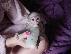 PoulaTo: πίθηκοι καπουτσίνοι - Capuchin Monkeys