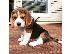 PoulaTo: Χαριτωμένα κουτάβια Beagle για υιοθεσία