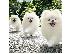 PoulaTo: Καταπληκτικά κουτάβια από Pomeranian